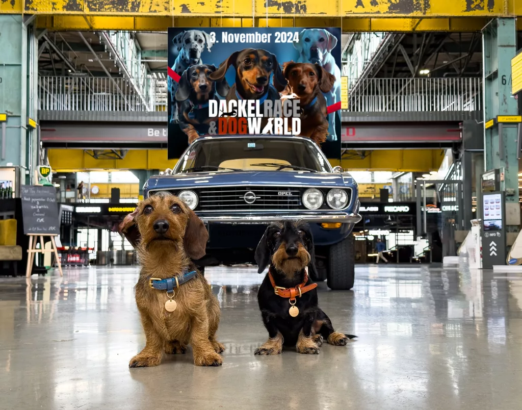 Zwei Dackel vor einem Oldtimer in moderner Eventlocation mit Plakat zum Dackelrace am 3. November 2024