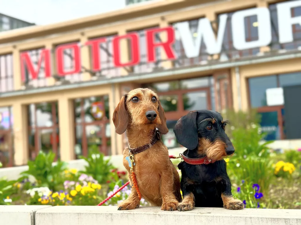 Zwei Dackel vor blühendem Garten, im Hintergrund das Gebäude mit Schriftzug MOTORWORLD als Eventlocation