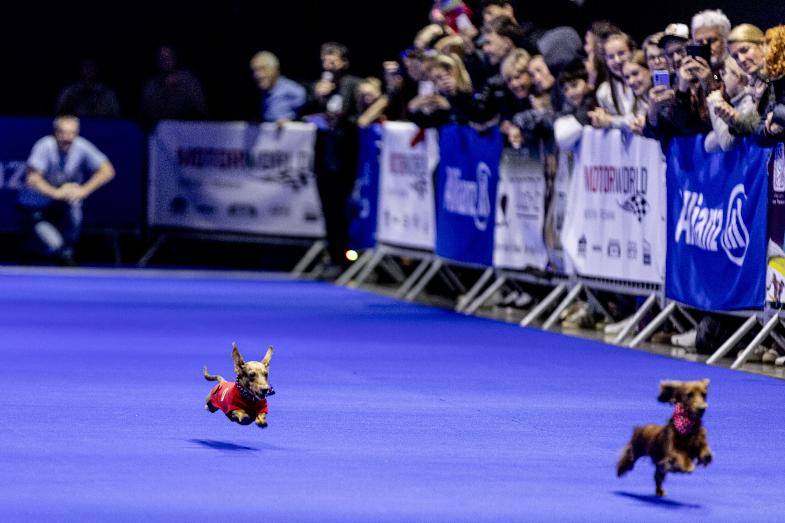 Gr tes Deutsches Indoor Dackelrennen Geht In Die N chste Runde 3 Gr tes Deutsches Indoor Dackelrennen Geht In Die N chste Runde 3