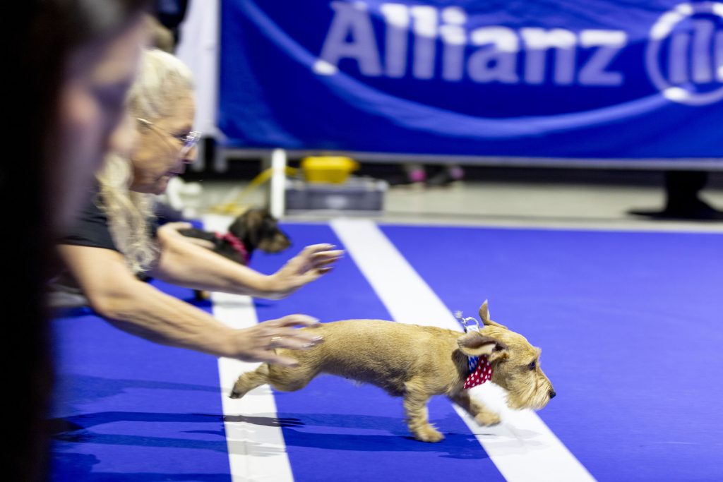 Kleiner Hund springt auf einer blauen Wettkampffläche beim Event, betreut von einer Frau im Hintergrund